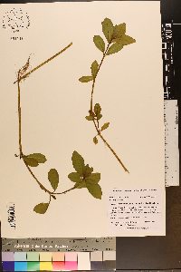 Alternanthera philoxeroides image