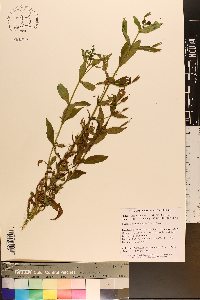 Mimulus ringens var. ringens image