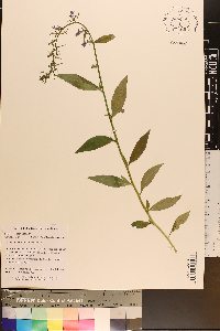 Lobelia amoena image