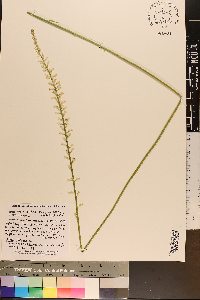 Aletris farinosa image