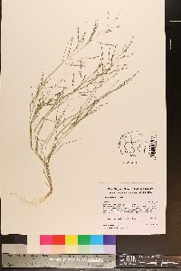 Eragrostis pilosa image