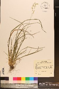 Poa cuspidata image