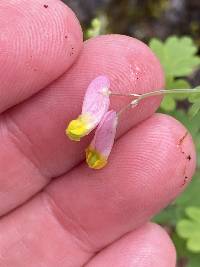 Capnoides sempervirens image