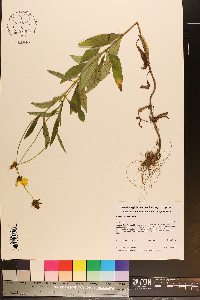 Coreopsis pubescens image