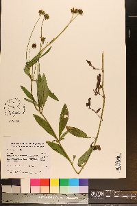 Coreopsis pubescens image