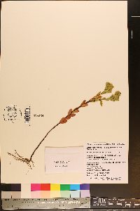 Hypericum crux-andreae image