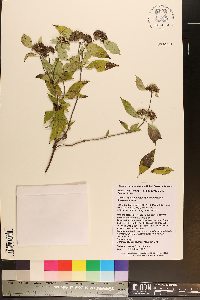 Pycnanthemum pycnanthemoides image