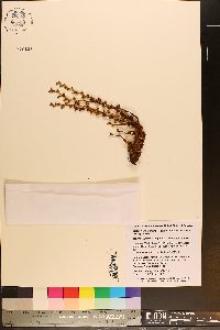 Epifagus virginiana image