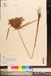 Cyperus ferax image