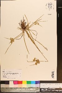 Cyperus surinamensis image