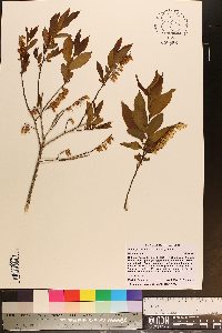 Eubotrys racemosa image