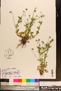 Viola arvensis image