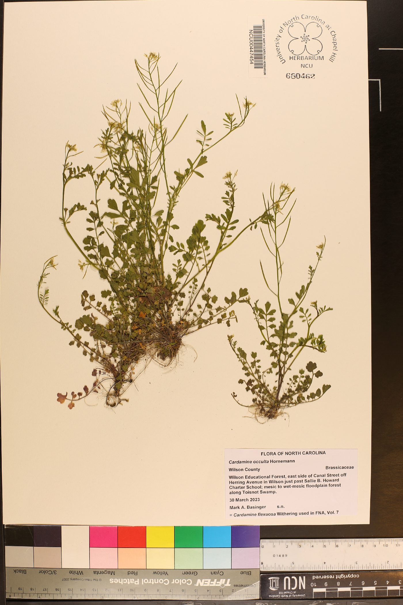 Cardamine occulta image