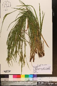 Carex styloflexa image