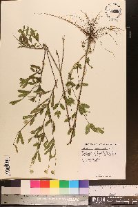 Melanthera angustifolia image