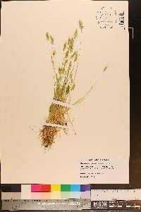 Anthoxanthum aristatum image