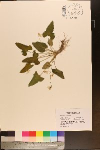 Viola edulis image