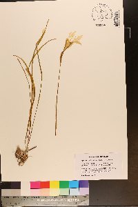 Zephyranthes atamasca image