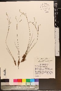 Sisyrinchium rufipes image