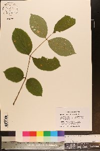 Fraxinus biltmoreana image