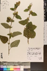 Arctium minus image