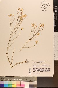 Sabatia brevifolia image