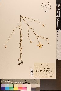 Sabatia campanulata image