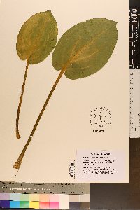 Alisma subcordatum image