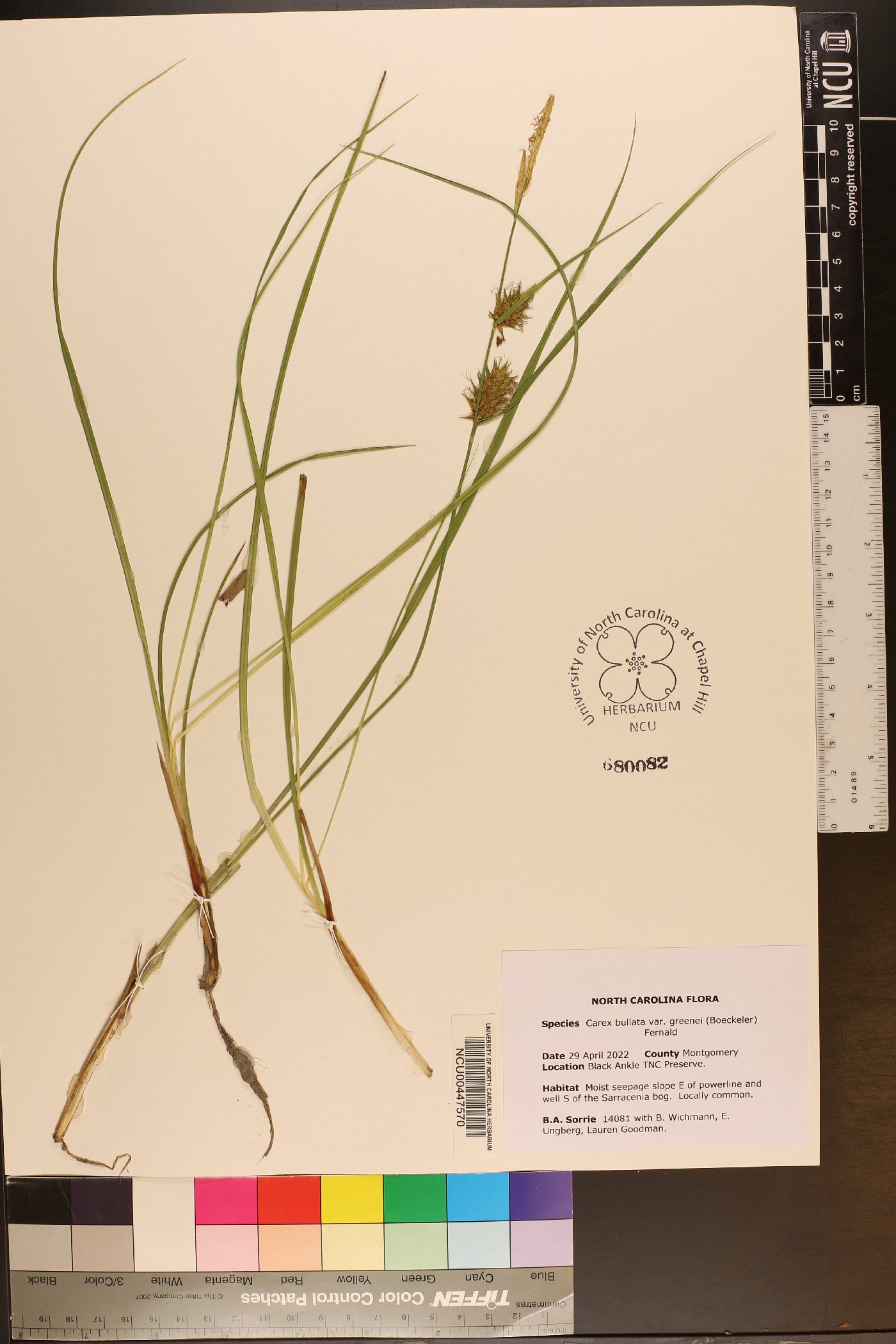 Carex bullata var. greenei image