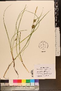 Carex bullata image