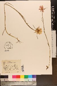 Sabatia gentianoides image