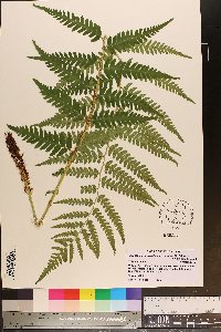 Dryopteris celsa image