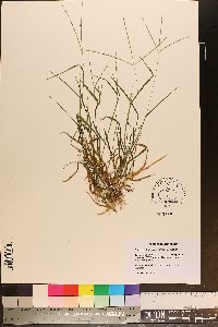 Digitaria filiformis image