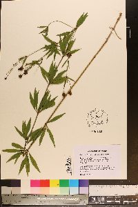 Coreopsis delphiniifolia image