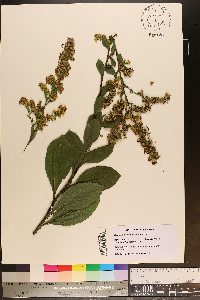 Solidago salicina image