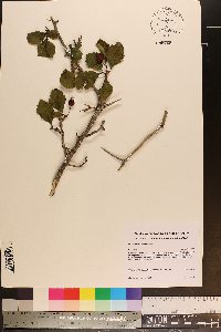 Crataegus punctata image