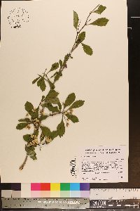 Crataegus punctata image