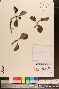 Crataegus punctata image