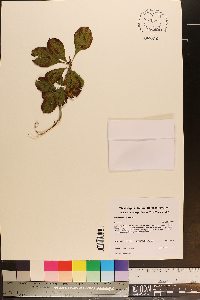 Crataegus punctata image