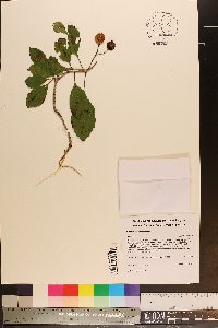 Crataegus punctata image