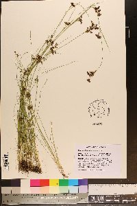 Rhynchospora sulcata image