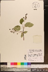 Amelanchier laevis image