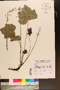 Heuchera villosa image