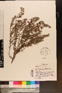 Krameria lanceolata image