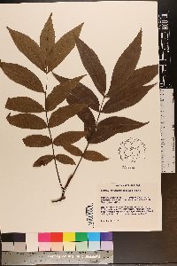 Carya aquatica image