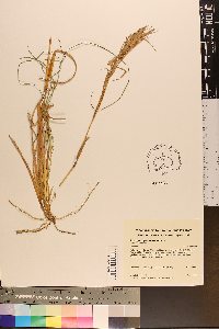 Andropogon glomeratus image