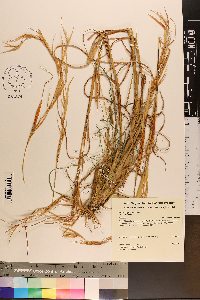 Andropogon virginicus var. virginicus image