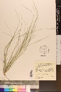 Aristida dichotoma image