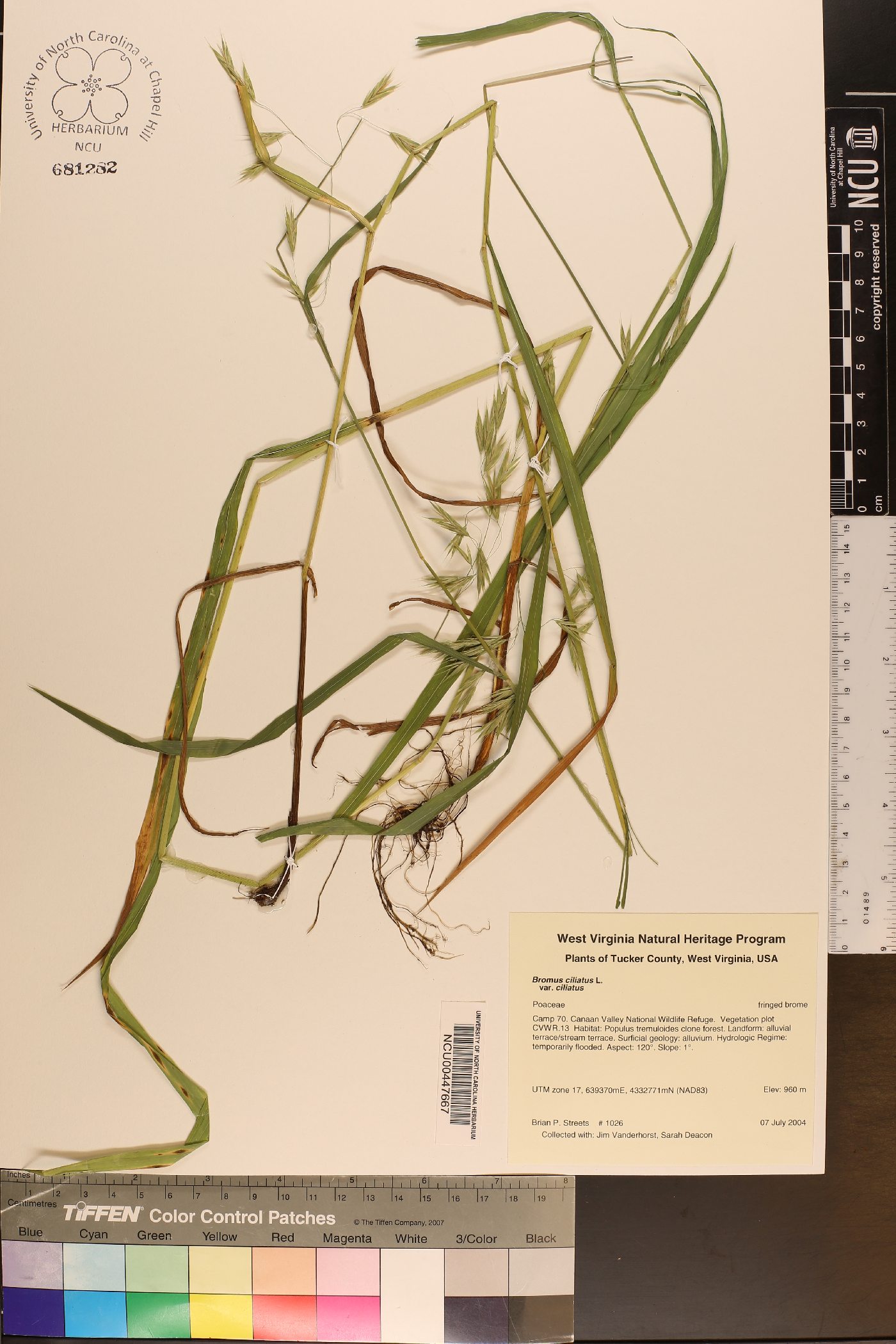 Bromus ciliatus var. ciliatus image