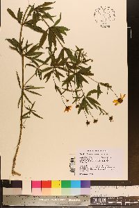 Coreopsis delphiniifolia image